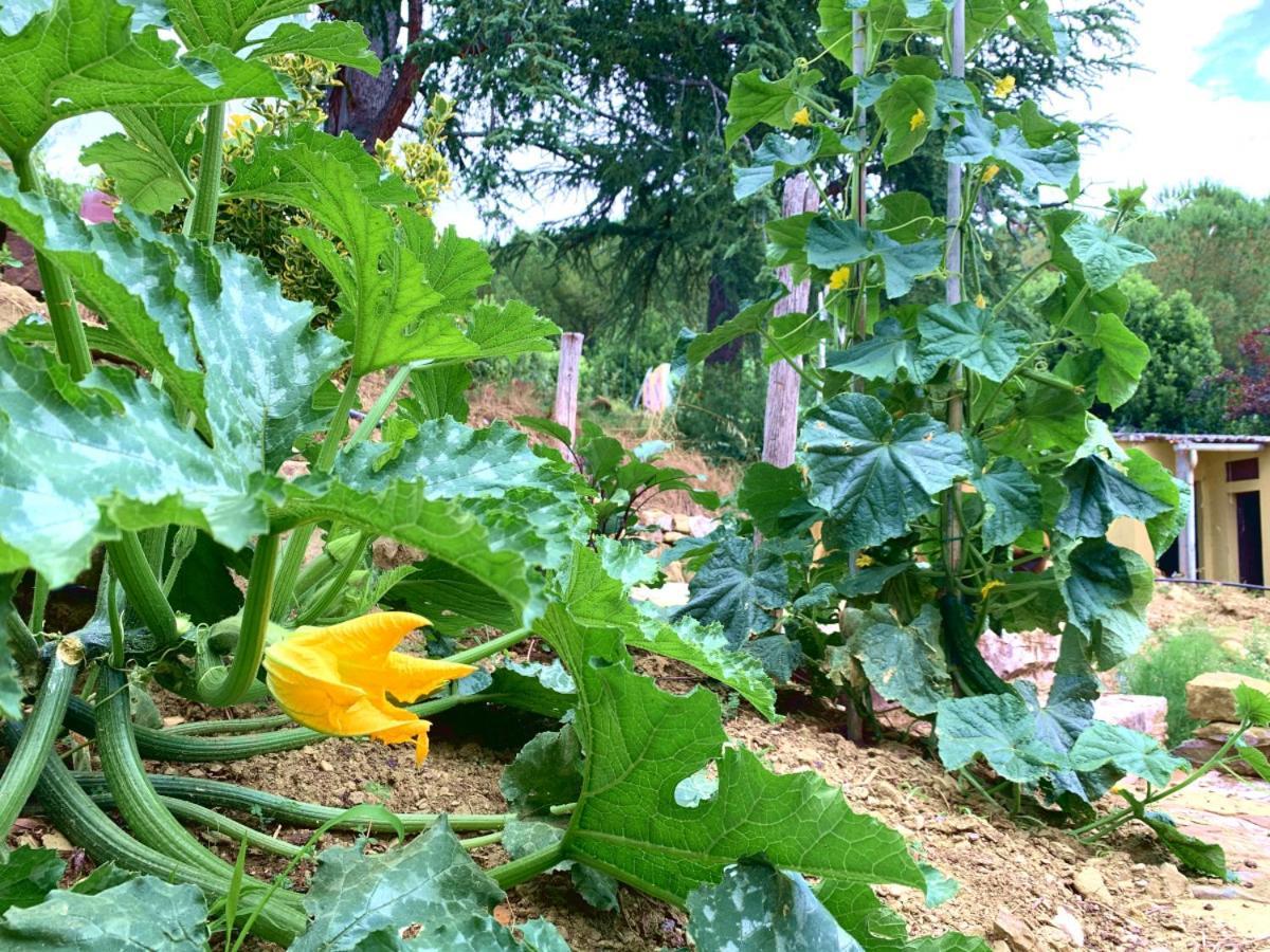 Agriturismo La Collina Toscana 피에베 아 마이아노 외부 사진