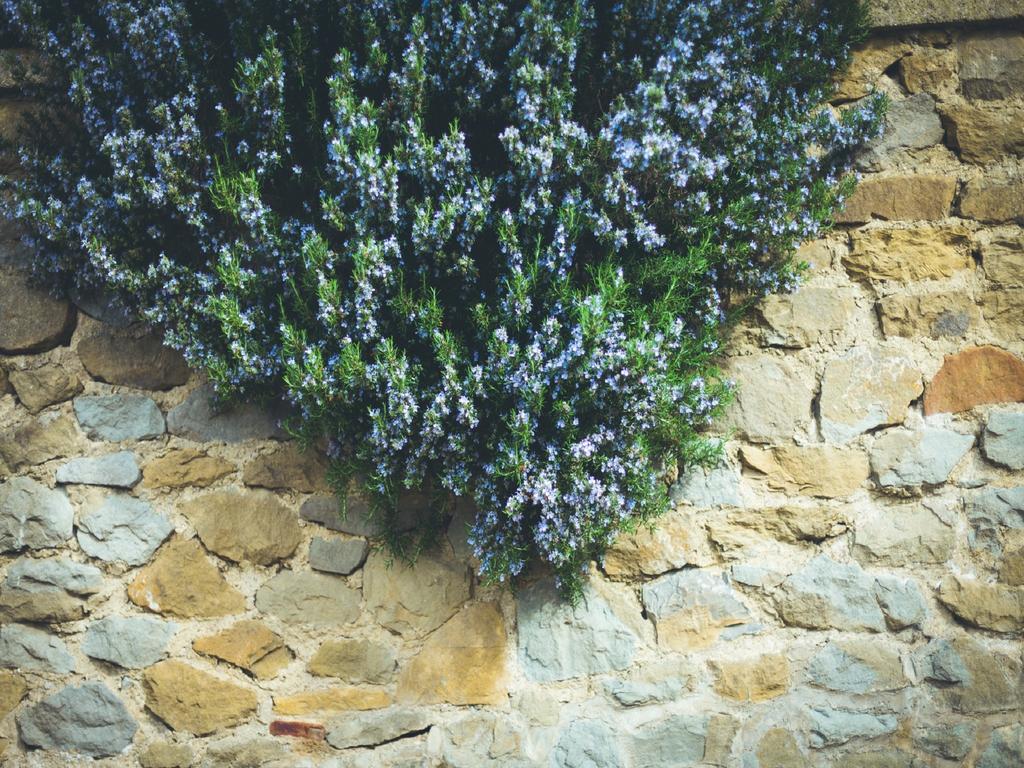 Agriturismo La Collina Toscana 피에베 아 마이아노 외부 사진